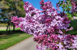 丁香花五月(丁香花五月：绚烂的春日花海)