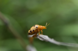 蚜虫怎么治(蚜虫怎么治？ 10种方法让你轻松应对)